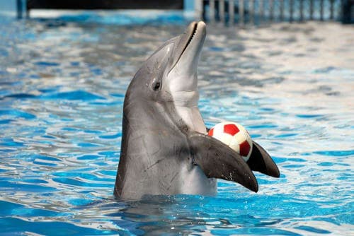 Dolphin Show & Swimming with Dolphins in Sharm El Sheikh