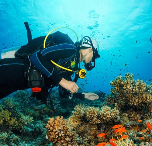 PADI Diving open water Courses